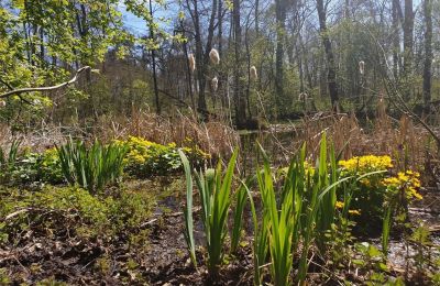 Historický park na prodej Dębe Wielkie, Ruda, Mazovia, Foto 6/24