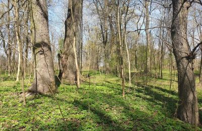 Historický park na prodej Dębe Wielkie, Ruda, Mazovia, Foto 12/24