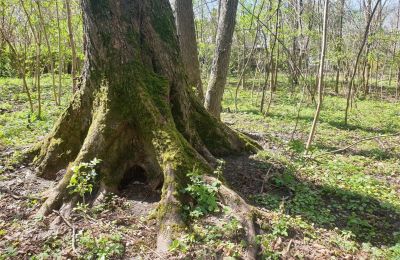 Historický park na prodej Dębe Wielkie, Ruda, Mazovia, Foto 18/24
