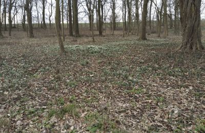 Zámeček na prodej Bolkowice, Západopomořanské, Park