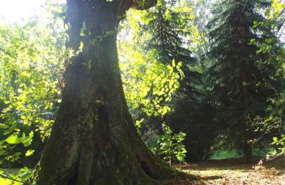 Zámeček na prodej Paplin, Dwór w Paplinie, Mazovia, Foto 17/20