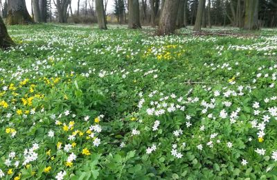 Zámeček na prodej Paplin, Dwór w Paplinie, Mazovia, Foto 18/20