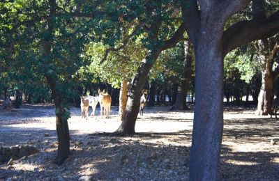 Zámeček na prodej Mallorca, Serra de Tramuntana, Cala Sant Vicenç, Baleárské ostrovy, Foto 10/14