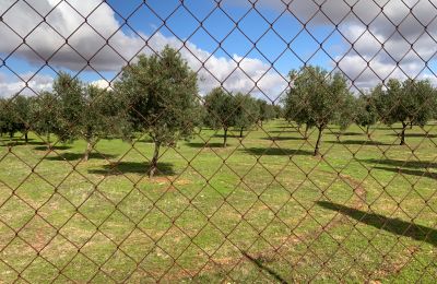 Venkovský dům na prodej Almagro, Almagro, Castilla-La Mancha, Pozemek