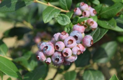 Venkovský dům na prodej Niévares, Asturias, Blueberries aus Region 