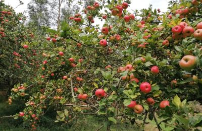 Venkovský dům na prodej Niévares, Asturias, Äpfel