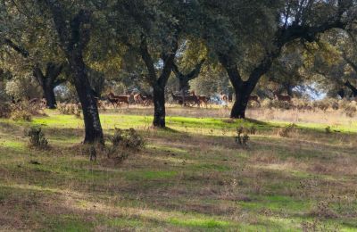 Hrad na prodej San Vicente de Alcántara, Extremadura, Foto 35/36