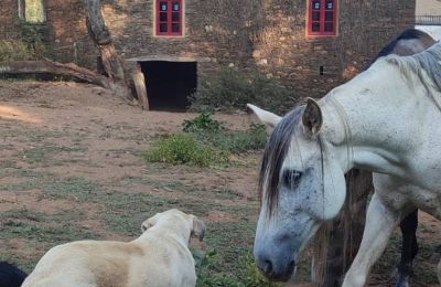 Zámeček na prodej Galicia, Foto 13/48