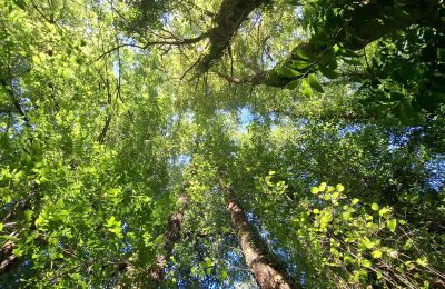 Zámeček na prodej Galicia, Foto 34/48