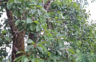 Zámeček na prodej Galicia, Foto 36/48