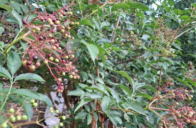 Zámeček na prodej Galicia, Foto 37/48