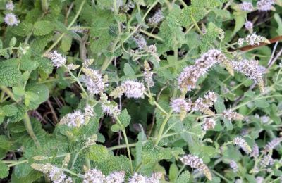 Zámeček na prodej Galicia, Foto 39/48