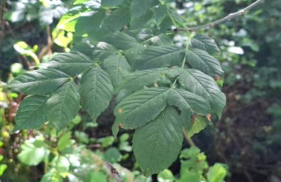Zámeček na prodej Galicia, Foto 40/48