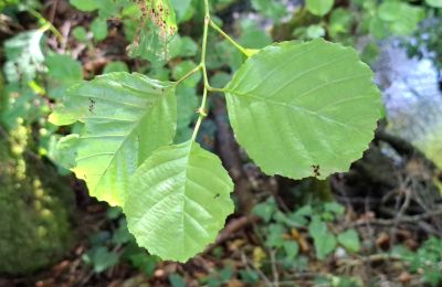 Zámeček na prodej Galicia, Foto 41/48