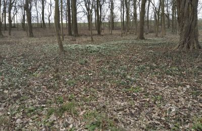 Zámeček na prodej Bolkowice, Dwór w Bolkowicach, Západopomořanské vojvodství, Pozemek