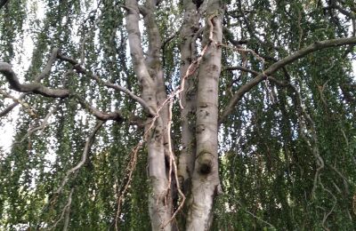 Zámek na prodej Kostrzyna, Kostrzyna 38, Dolní Slezsko, Foto 13/19