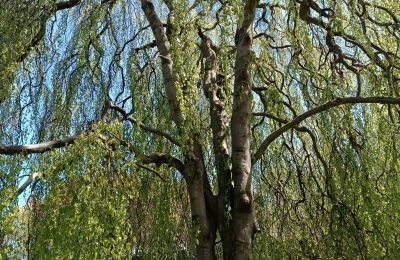 Zámek na prodej Kostrzyna, Kostrzyna 38, Dolní Slezsko, Foto 14/19