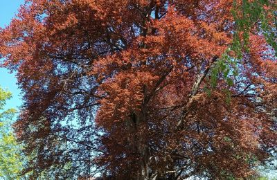 Zámek na prodej Kostrzyna, Kostrzyna 38, Dolní Slezsko, Foto 15/19