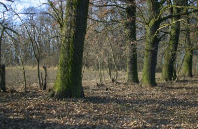 Zámeček na prodej Rogów Wołowski, Dolní Slezsko, Foto 13/25